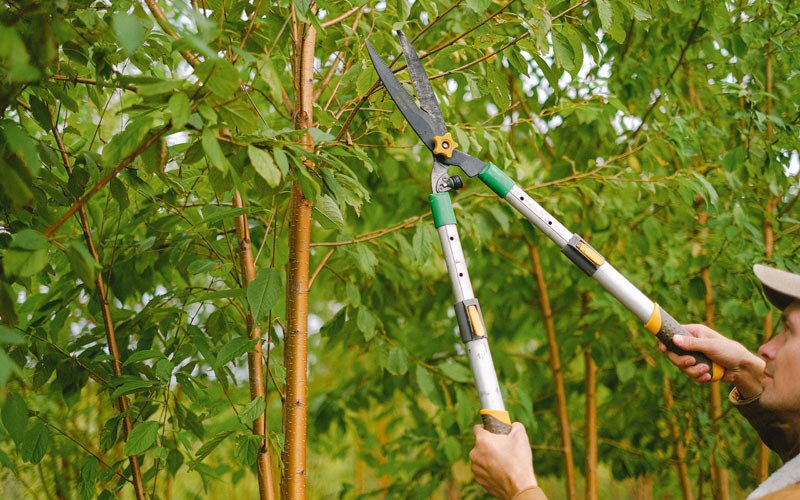 Tree trimming in Akiak, AK